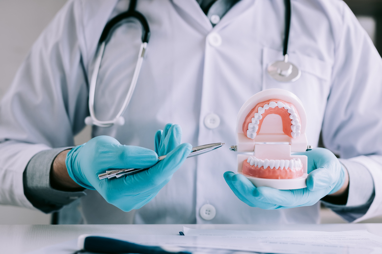 Denturologiste pointe son stylo vers un dentier qu’il tient dans ses mains